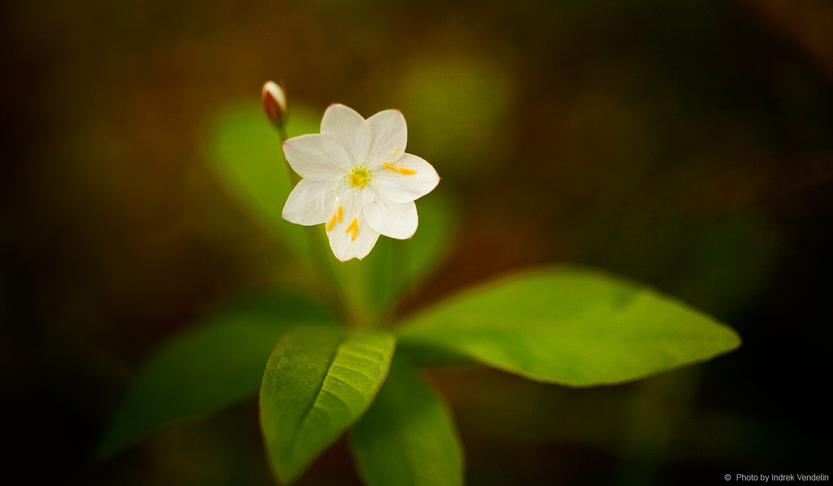 Üks lilleke (Läti metsast)