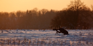 Loodusfotograaf