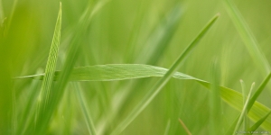 Roheline