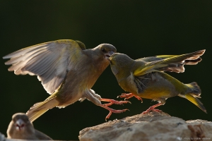 Fight club. 1 vs 1