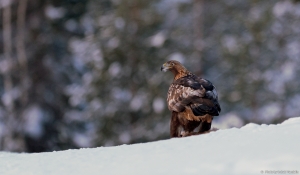 Kaljukotkas